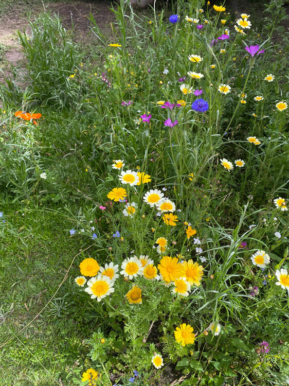 Flores de Sanllay