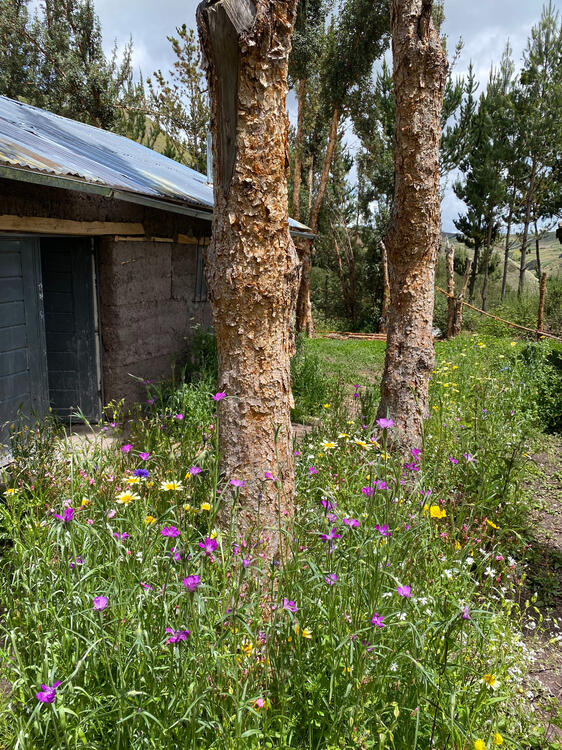 Cabaña con flores en Sanllay